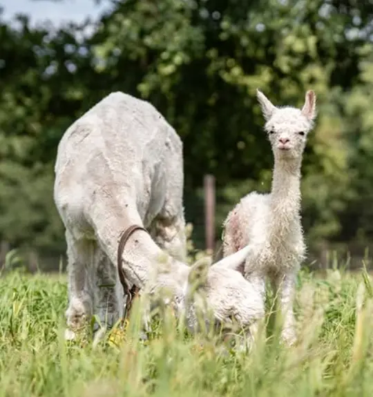 Alpaca Babyshower