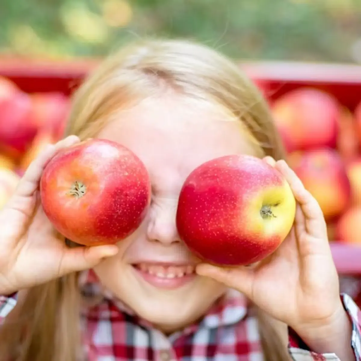 Apple hunt