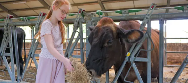 Farm scavenger hunt with cow feed