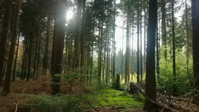 Community hike - Halloween hike through Solsche Gat forest