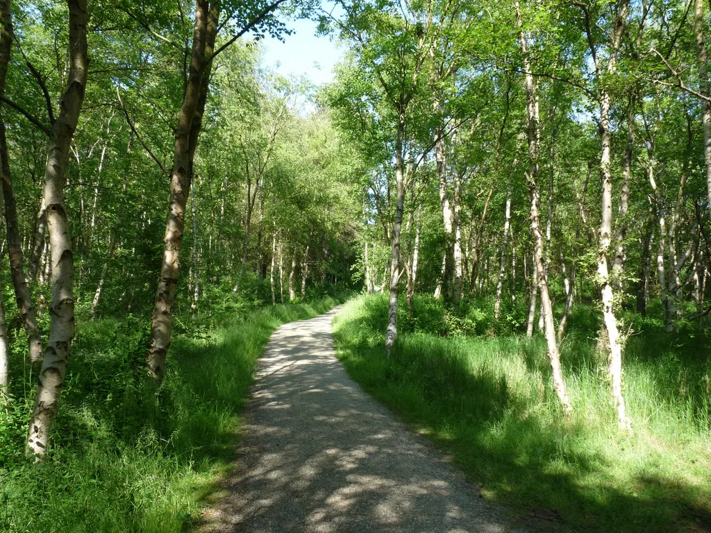 Dune and forest walk
