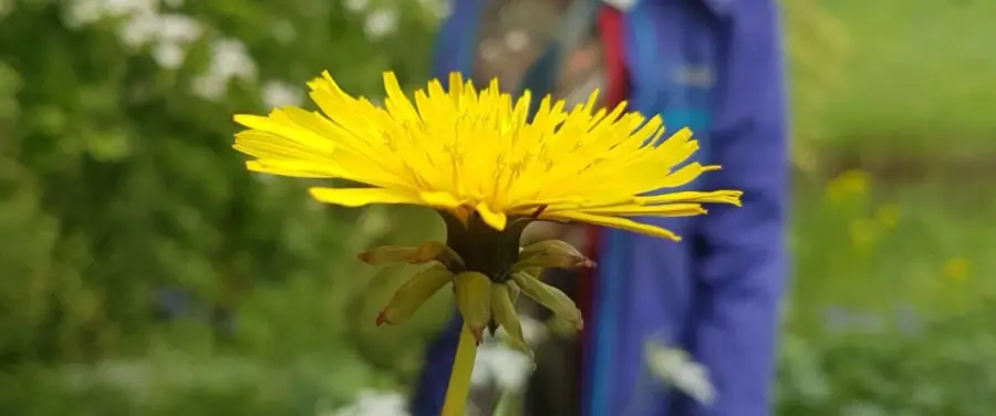 Duurzaam wildplukken in een opwarmende stad | Workshop