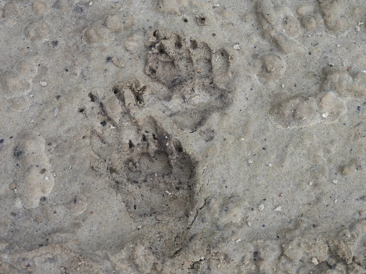 Children's excursion: in the tracks of the wild