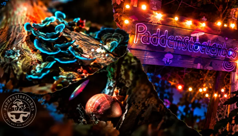 Glow in the dark in the Paddenstoelenbos