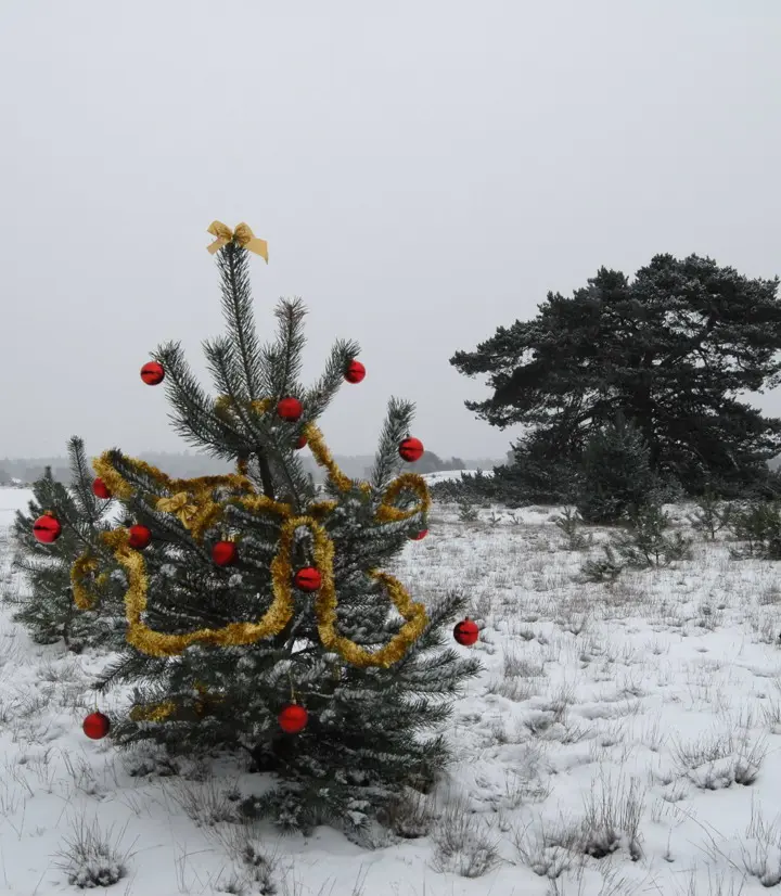 Pick up your own pine tree