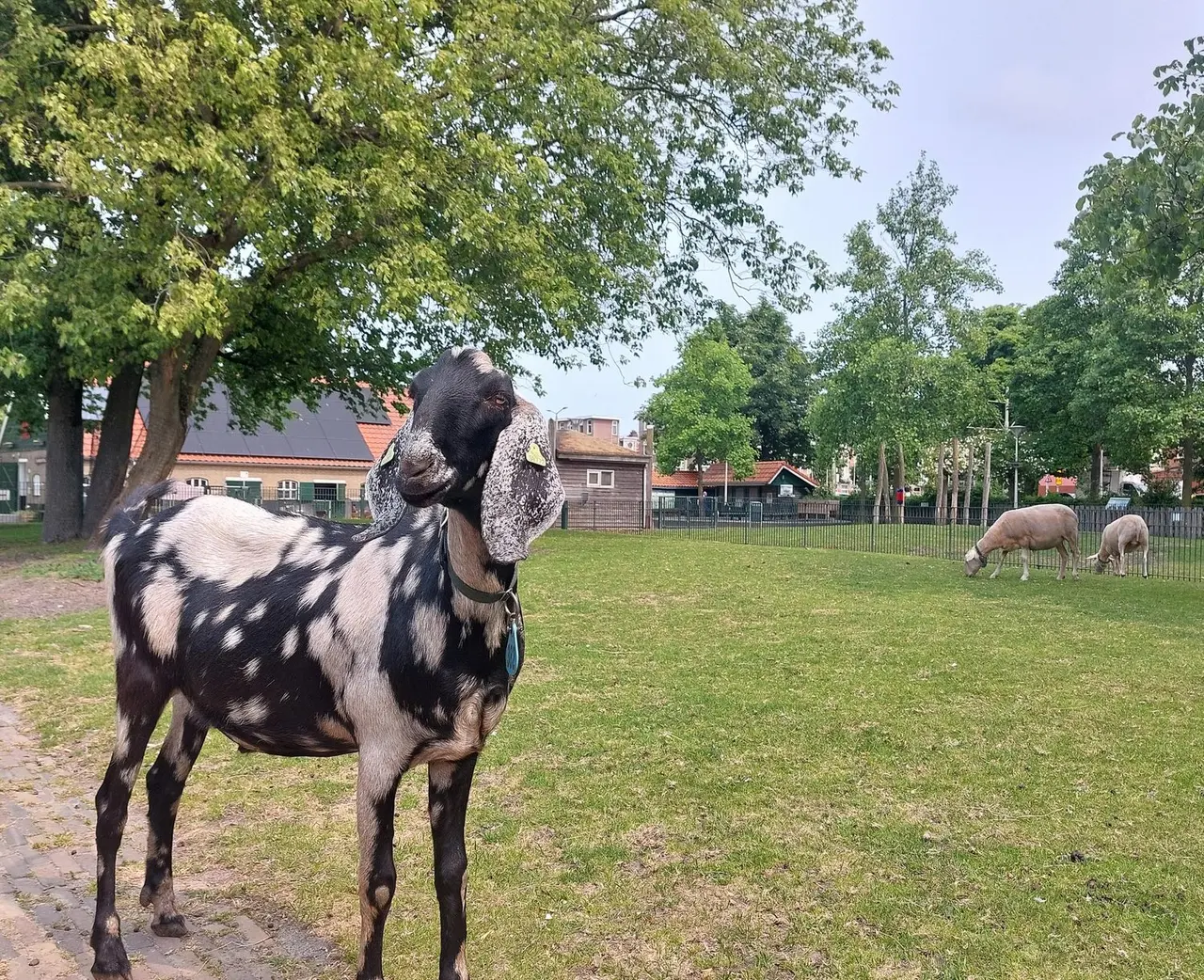 Helping out at Stadsboerderij De Woelige Stal
