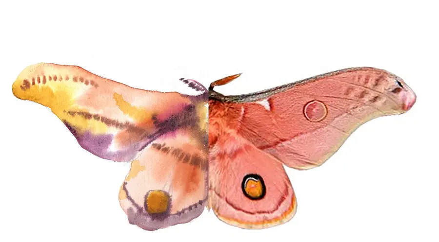 The Butterfly Effect: Experimenting with Watercolor