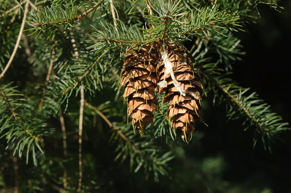 Christmas tree walk with the forest ranger on Schiermonnikoog