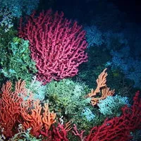 Kids College: Water safari from deep sea to delta
