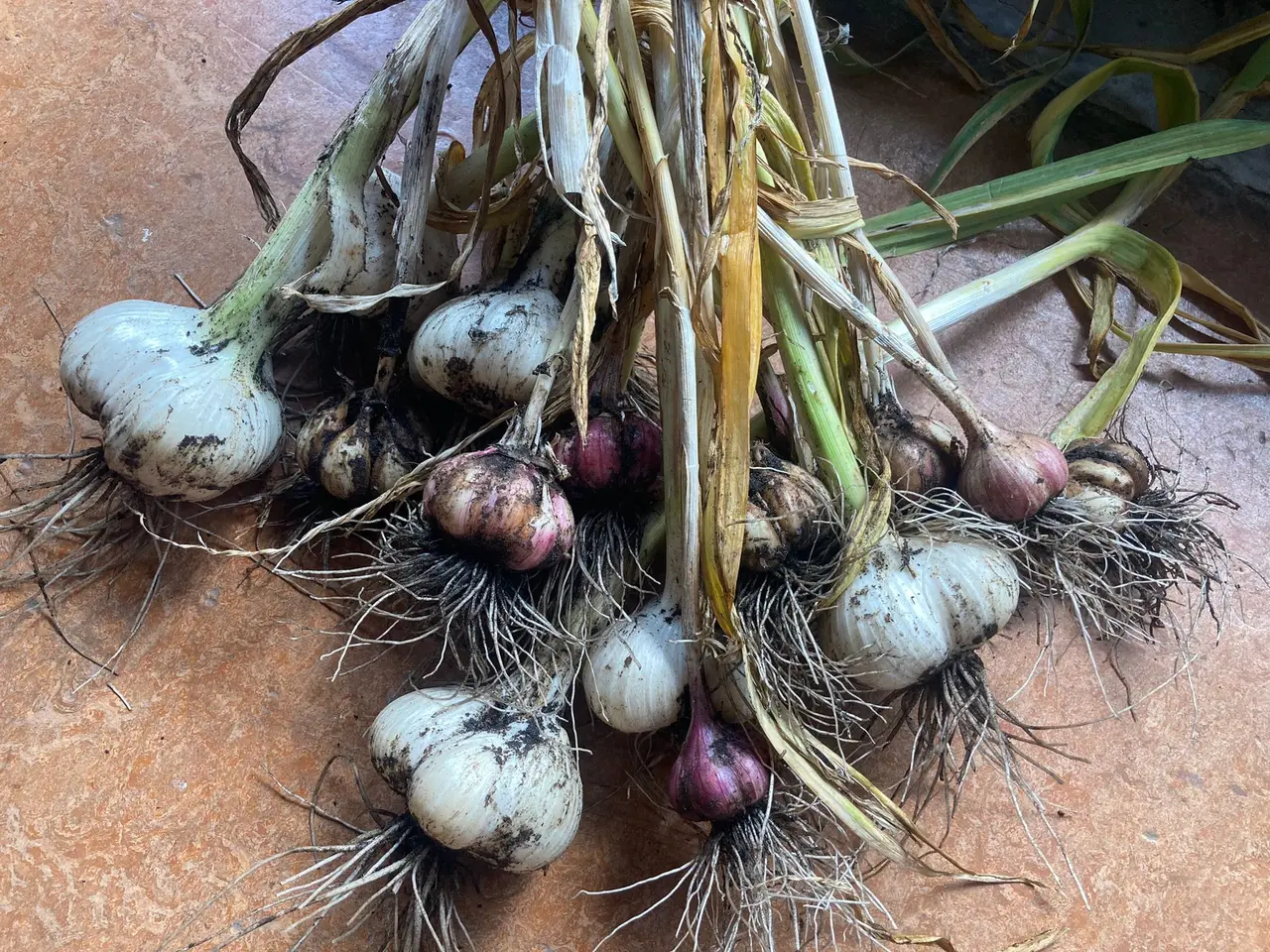 Garlic Dinner *FULL*