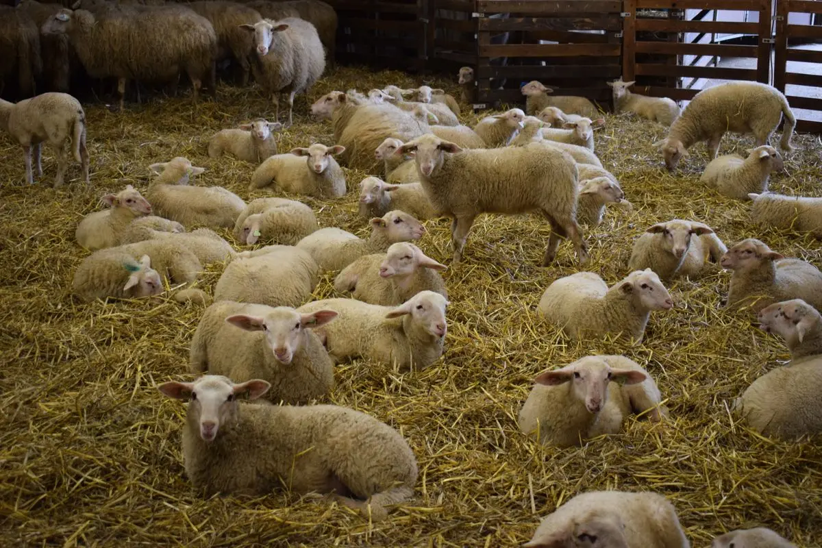 Lamb Day