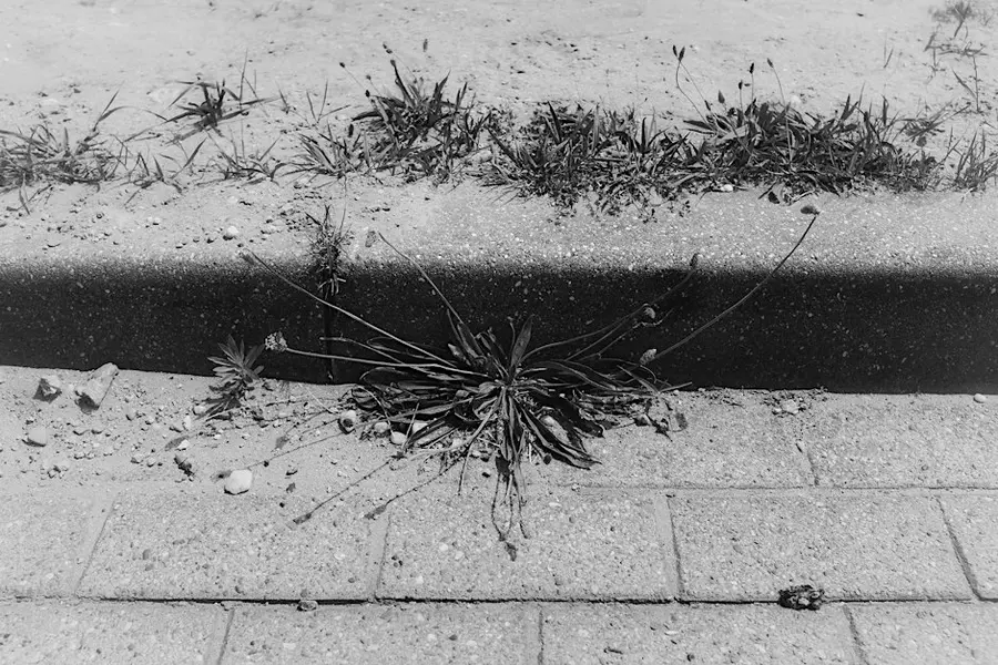 Listening Session for Little Crawlers and Weeds