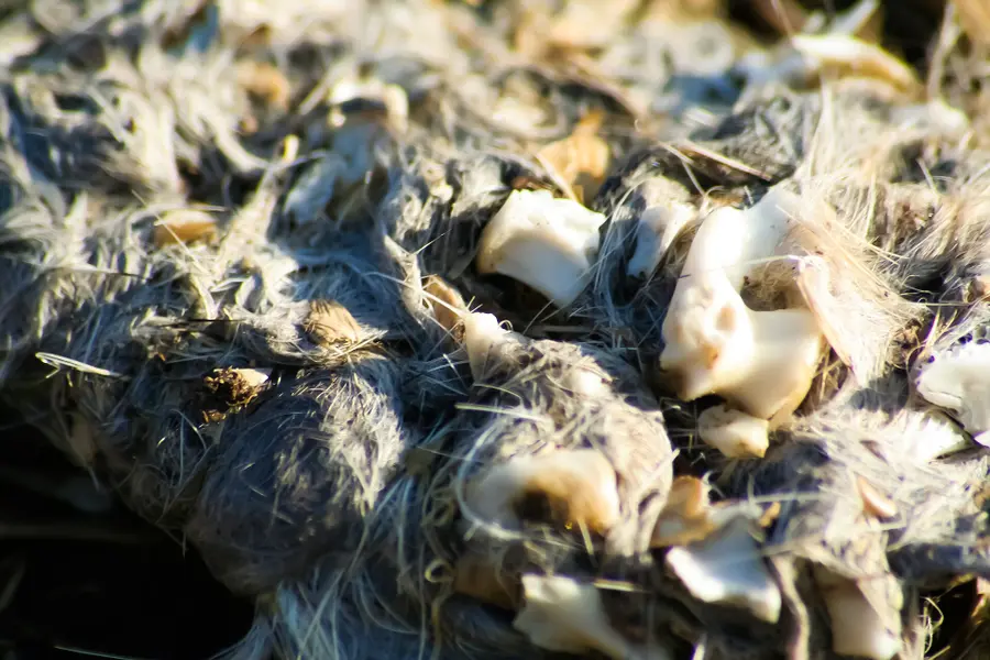 Natuurcafé: Help with owl pellet research