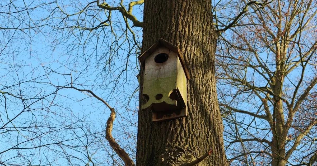 Nest Box Scavenger Hunt