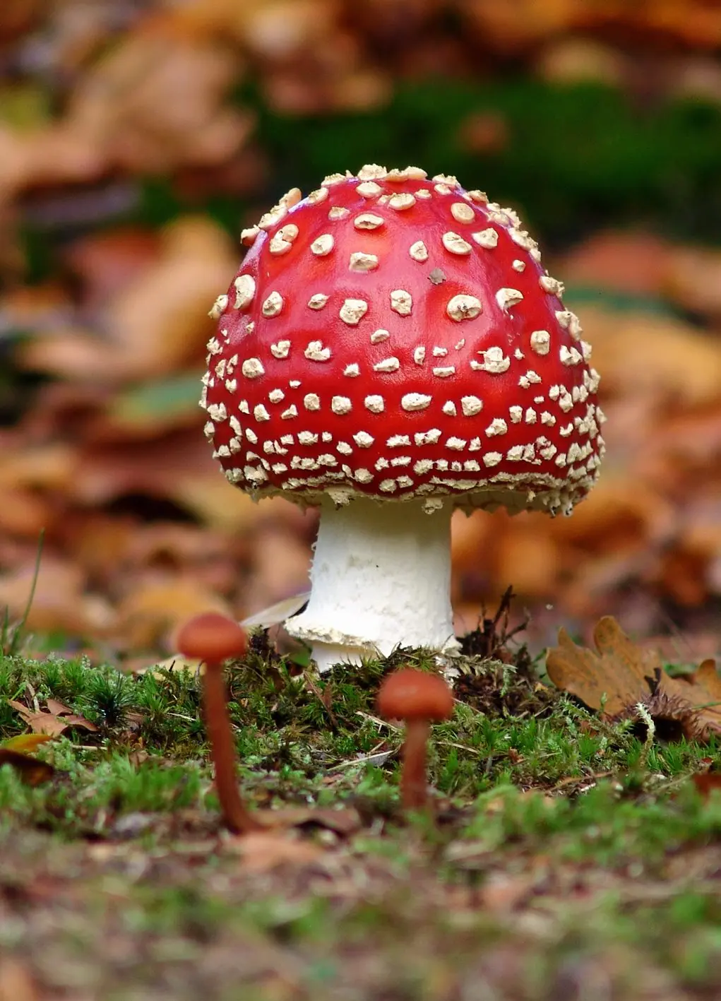 Looking for mushrooms in Olterterp! (6+)