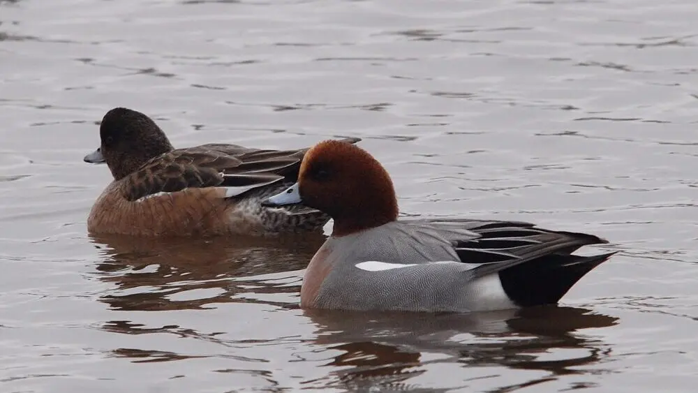 Wintering birds in Cronesteyn (from 6 years)