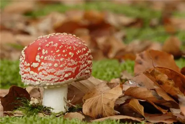 Discover mushrooms
