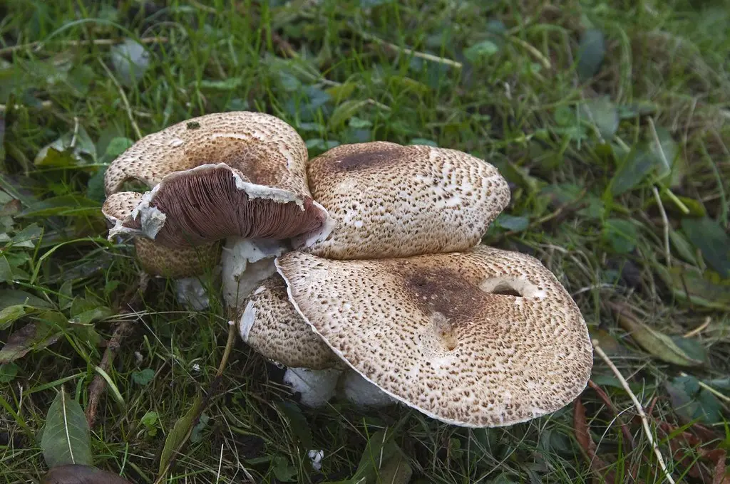 Mushroom Walk Hertgang Esbeek