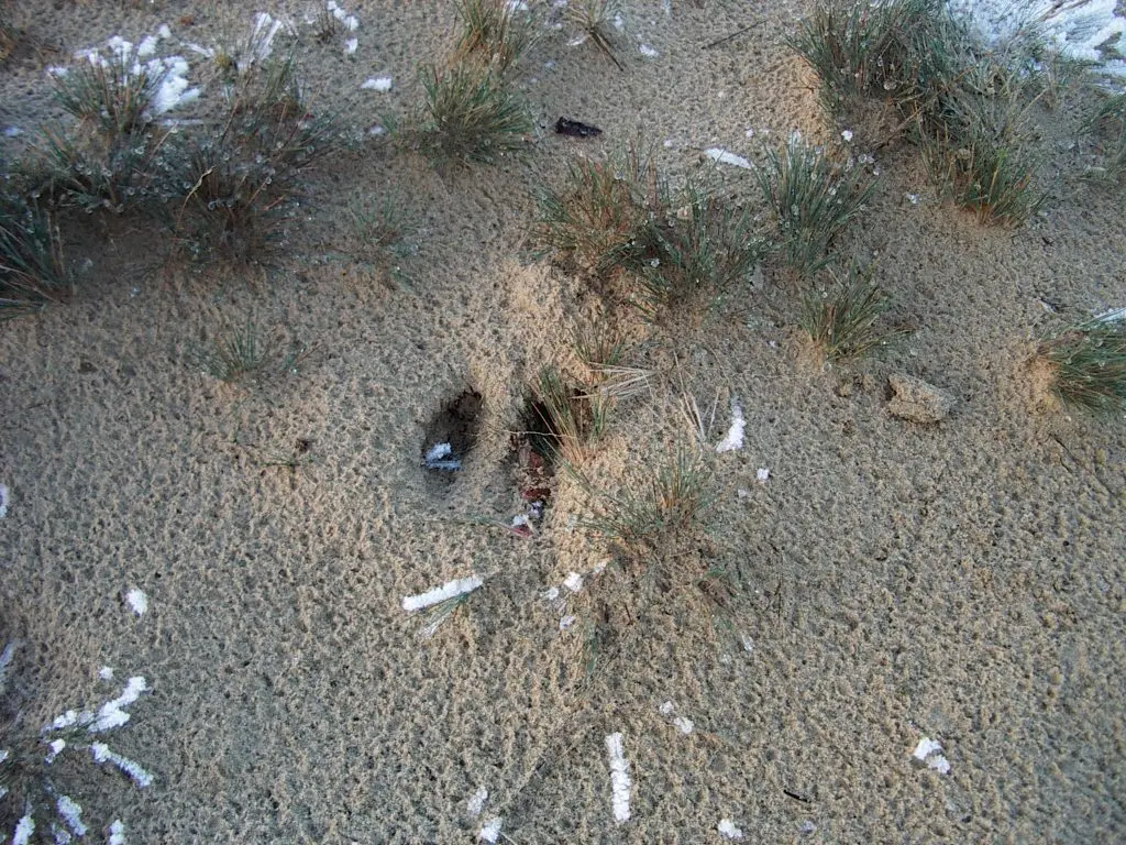 Puzzling search for animal tracks