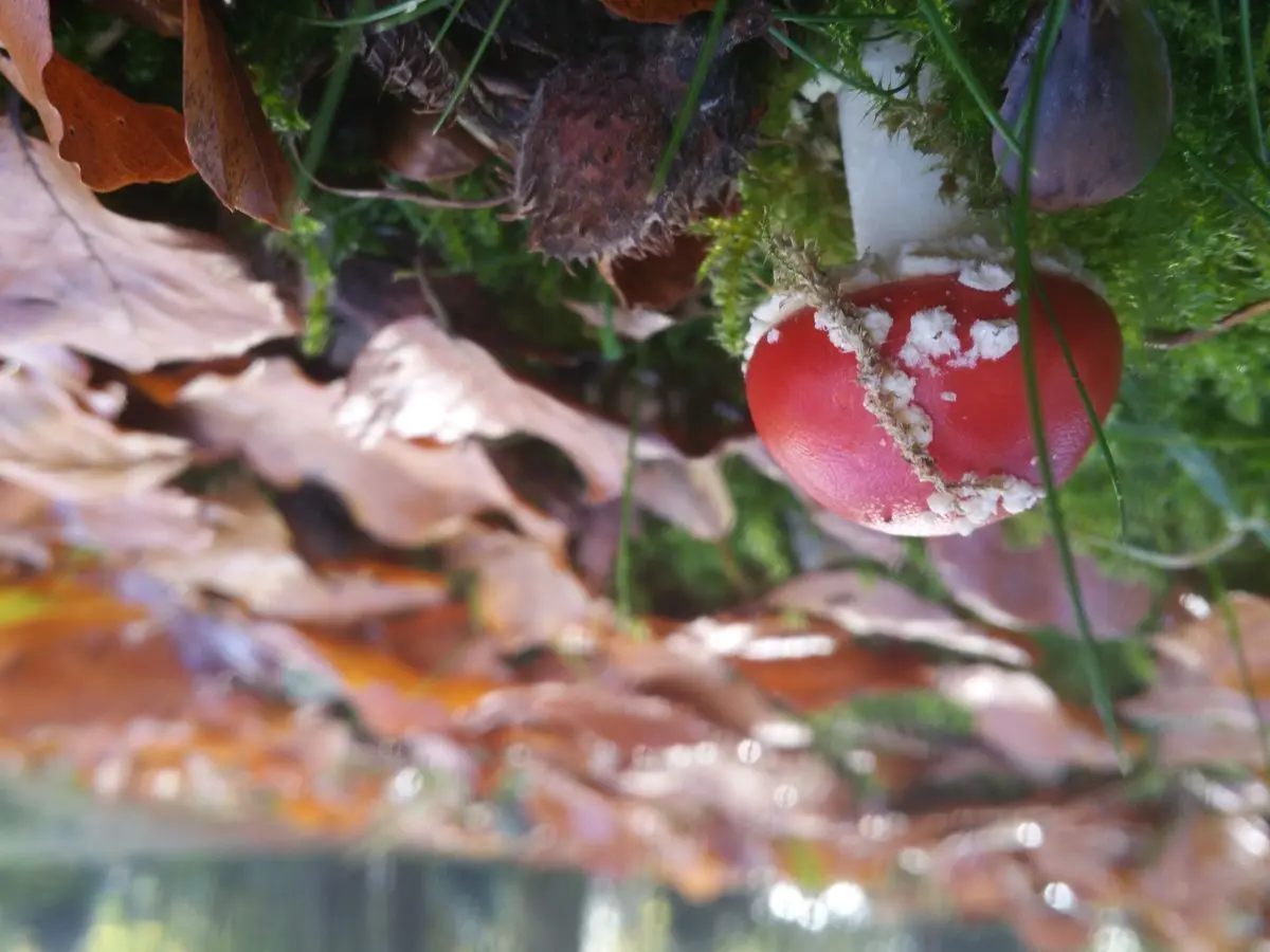 Searching for traces – mushrooms