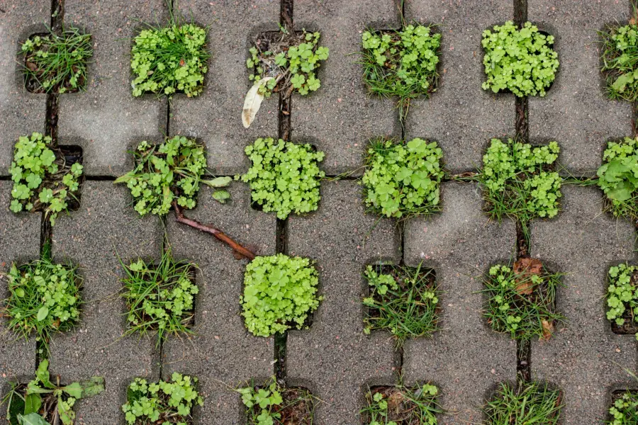 STEK Challenge workshop carousel – Learn to take plant cuttings yourself!