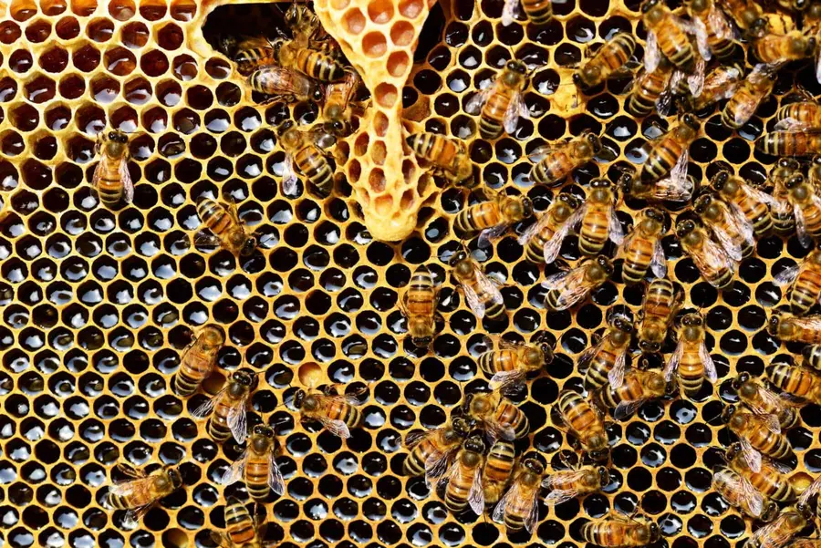 Theme Café: The Taste of Honey