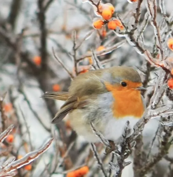 Bird Sounds - November Wandelmaand