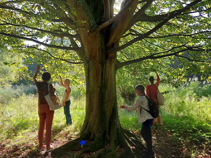 Workshop communicating with trees