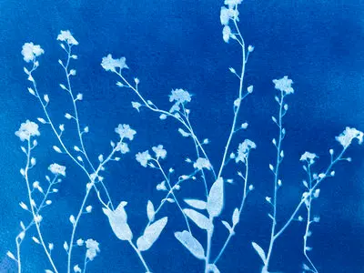 Workshop: making a cyanotype poster