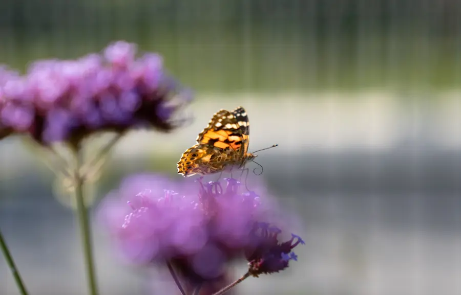 Workshop ‘Een levende tuin maak je zelf’ (Sint-Michielsgestel)