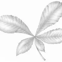 Workshop: Introduction to Botanical Drawing