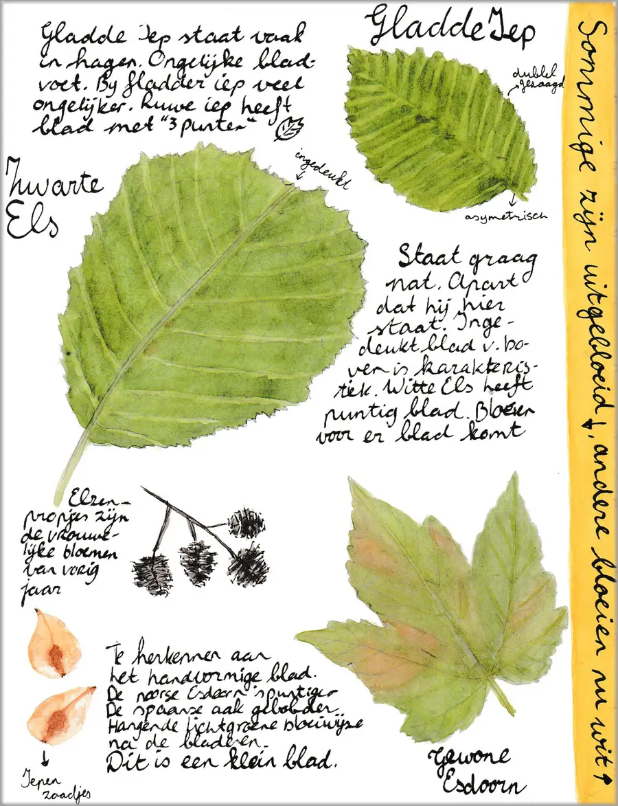 Workshop nature journaling