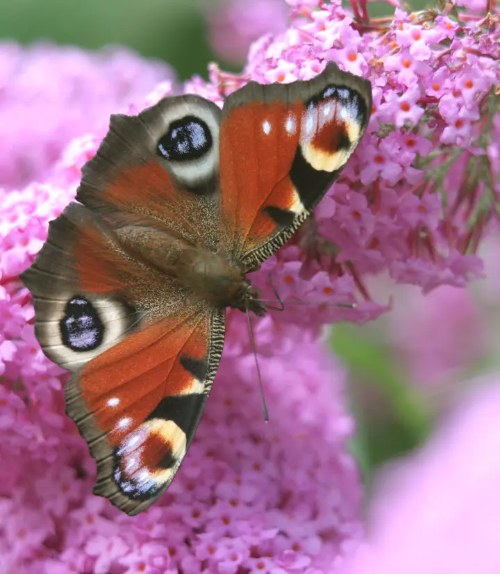 Nature photography workshop with your smartphone
