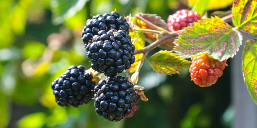 Workshop on Pruning and Taking Cuttings of Small Fruit